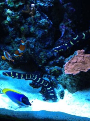 Reef 4.jpg