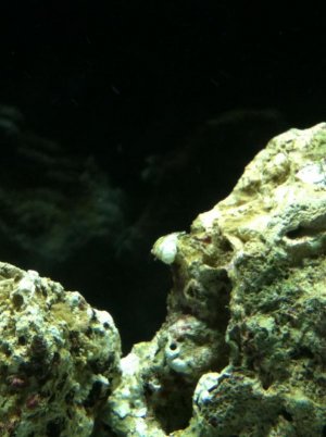 crab.jpg