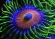 Zoa-001.jpg