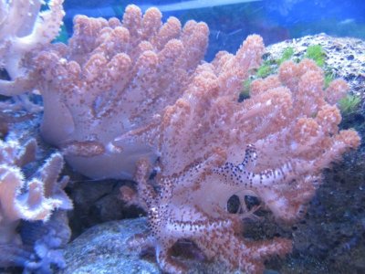 coral 4.jpg