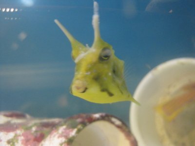 cowfish 143.JPG