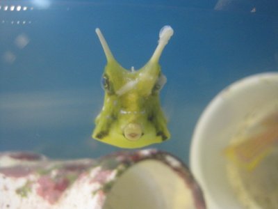 cowfish 144.JPG
