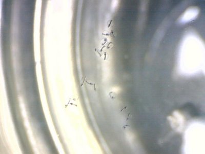 spawned 1140pm hatching next day 1pm.jpg