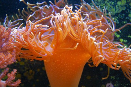 medusa the crazy anemone.jpg