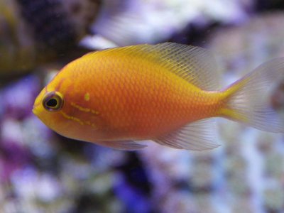antias.jpg