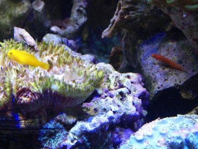 goby.jpg