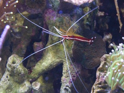 shrimp.jpg