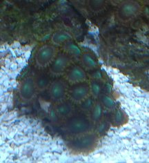 RadioactiveDragonEye-Polyps.jpg