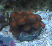 Polyps.jpg