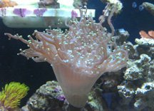 Frogspawn.jpg