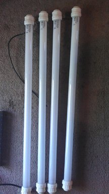 Bulbs.jpg