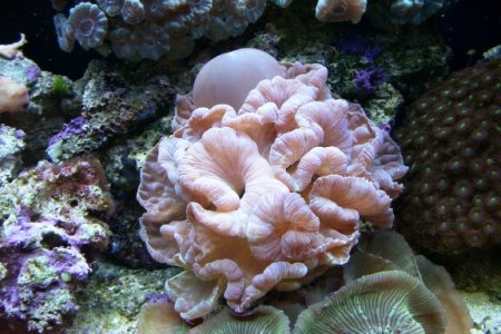 Fox_Coral.jpg