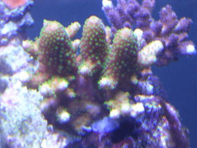 A.humilis Feb4:12JPG.jpg