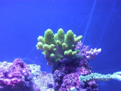 A.humilis Apr22:12.jpg