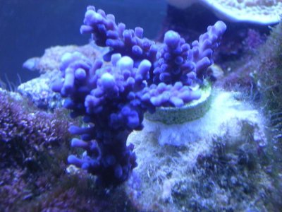 CaliTort Feb4:12.jpg