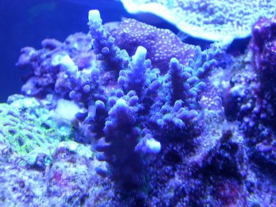 CaliTort Apr22:12.jpg