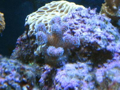 TyreeRBWStylo Apr22:12.jpg