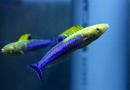 pseudojuloides-undescribed-slender-wrasse.jpg pseudojuloides-undescribed-slender-wrasse.jpg