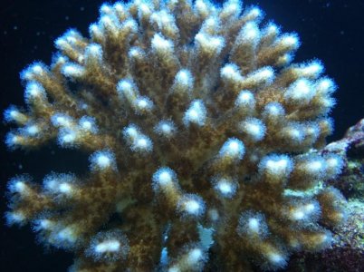 coral.jpg