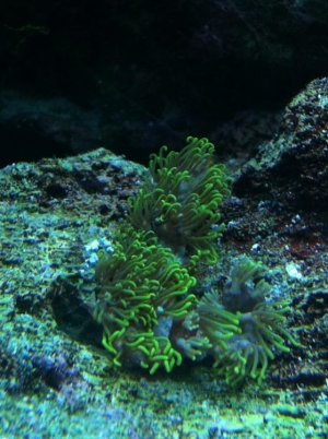 coral1.jpg