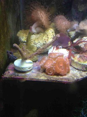 ImageUploadedByTapatalk1336923590.951709.jpg ImageUploadedByTapatalk1336923590.951709.jpg