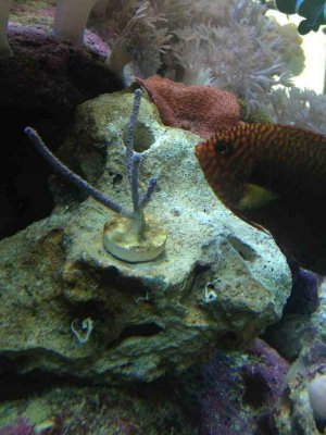 ImageUploadedByTapatalk1336923626.195696.jpg ImageUploadedByTapatalk1336923626.195696.jpg