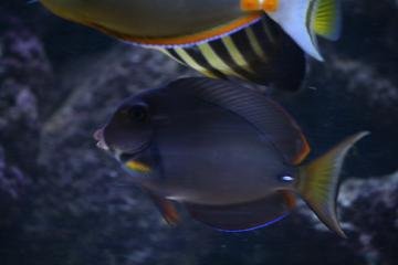 %231_pale_lipped_tang(1).jpg %231_pale_lipped_tang(1).jpg