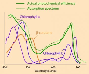 photosynthesis.JPG