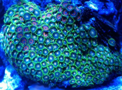 zoa.jpg