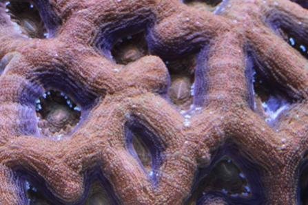Acan Web Res.jpg