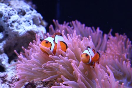 Clowns1 WebRes.jpg