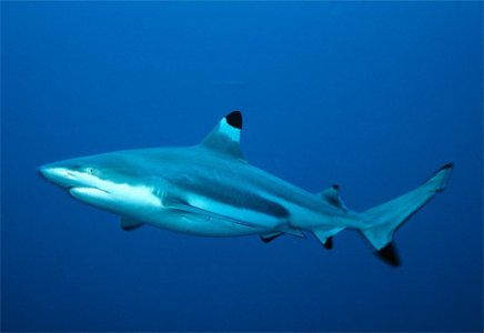 Blacktip--Shark!.jpg