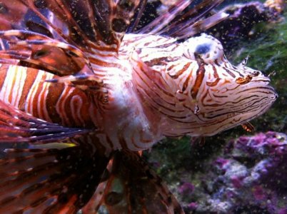 lionfish.jpg