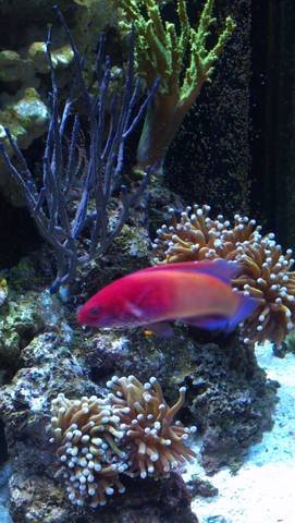 wrasse.jpg