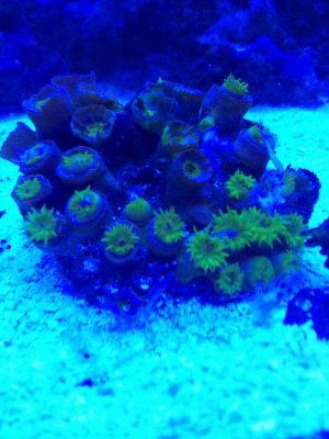 fish tank 073.jpg