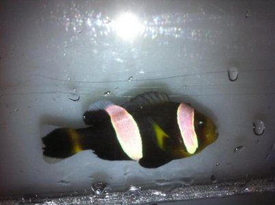 Unknown Clownfish ID.jpg
