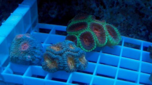 uploadfromtaptalk1337039594211.jpg uploadfromtaptalk1337039594211.jpg