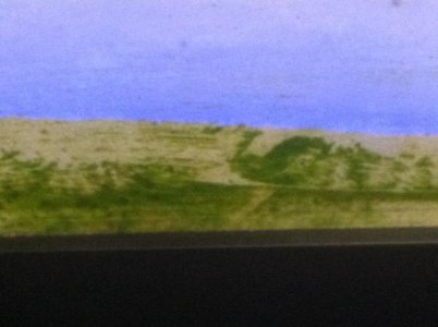 Algae.jpg