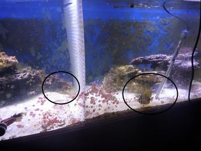 separated fish.jpg
