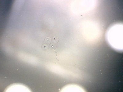 7 hrs post spawn cell development 3292012.jpg