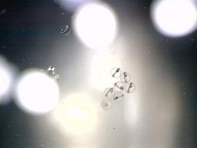 12 hrs post spawn cell development 3292012.jpg