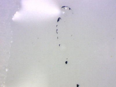 24 hrs post hatch 3252012.jpg