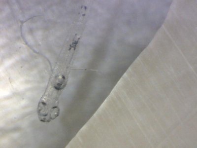 48 hrs post hatch pro-larval development 04032012.jpg
