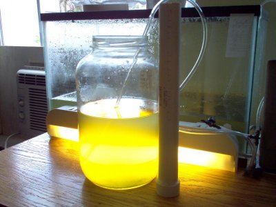 Larval water change pipe.jpg