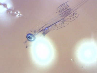 Brown spot 1a.jpg