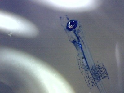 Brown spot 1b.jpg