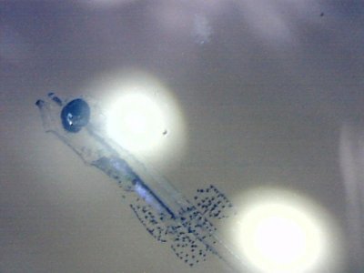 Brown spot 2a.jpg