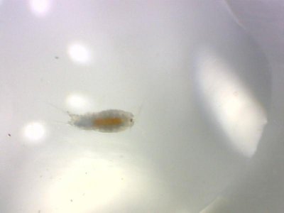 Nitokra Lacustris Copepod 1252012.jpg