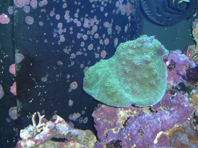 Aquarium Pics 009.jpg