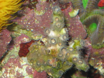 reef tank 002.jpg
